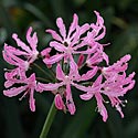 Nerine undulata