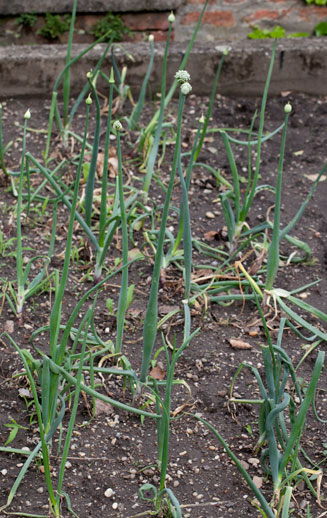 Allium cepa (Onion, Spring onion, Shallot)