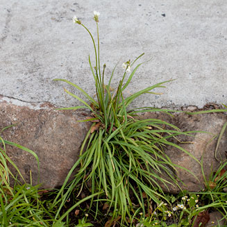 Nothoscordum x borbonicum