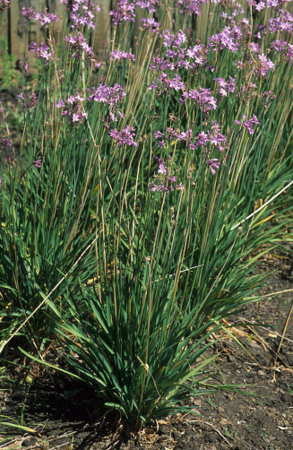 Tulbaghia violacea (Wild garlic)