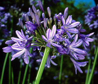 Agapanthus caulescens
