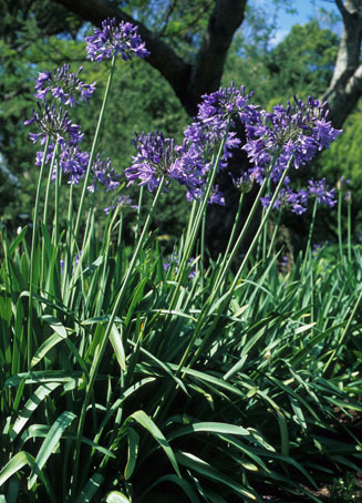 Agapanthus caulescens