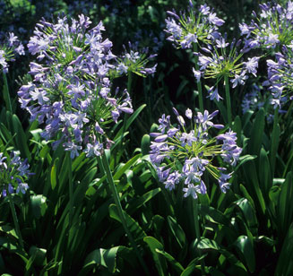 Agapanthus codii