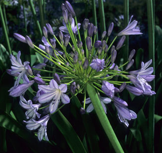 Agapanthus codii