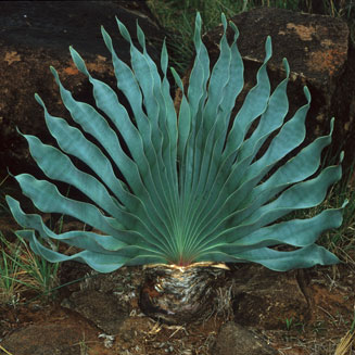 Boophone disticha (Fan-leaved boophone, Poison bulb, Sore-eye flower, Tumblehead)