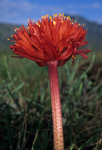 Haemanthus coccineus (April fool, Blood flower)