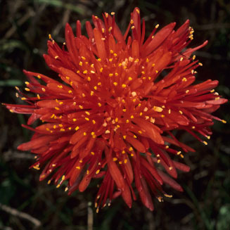 Haemanthus coccineus (April fool, Blood flower)