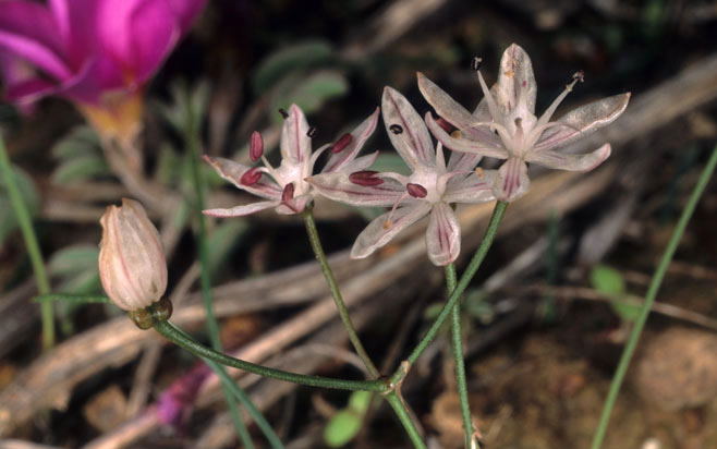 Strumaria discifera (Bokkeveldtolbol)
