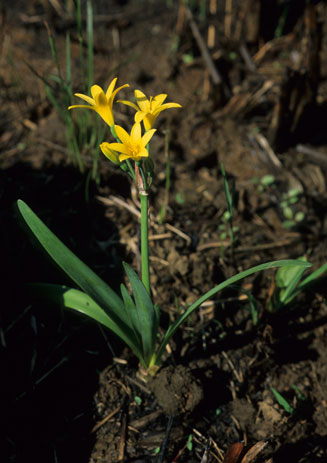 Cyrtanthus breviflorus (Yellow Fire Lily, Wild Crocus)