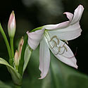 Crinum moorei (Moore's crinum, Natal lily)