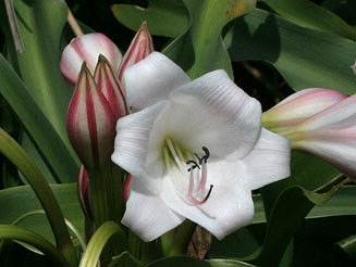 Crinum macowanii (River lily, River crinum)