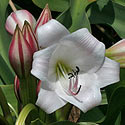 Crinum macowanii (River lily, River crinum)
