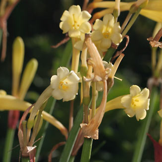 Cyrtanthus mackenii (Ifafa lily)