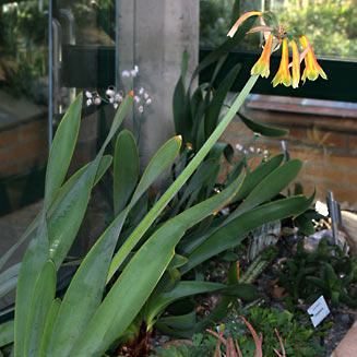 Cyrtanthus obliquus (Giant cyrtanthus)