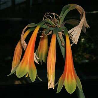 Cyrtanthus obliquus (Giant cyrtanthus)