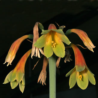 Cyrtanthus obliquus (Giant cyrtanthus)