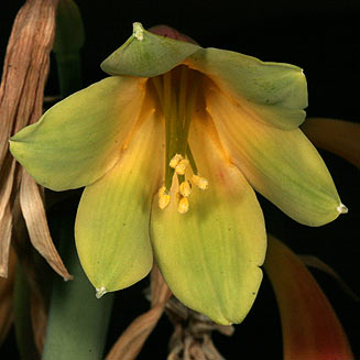 Cyrtanthus obliquus (Giant cyrtanthus)