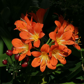 Clivia miniata (Bush lily, St John's lily, Clivia, Fire lily)