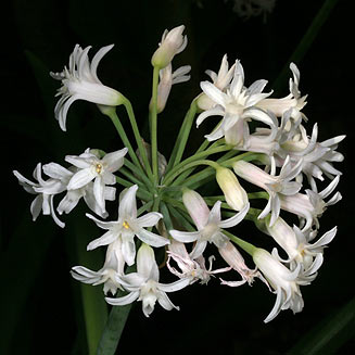 Tulbaghia simmleri