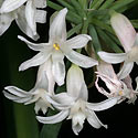 Tulbaghia simmleri
