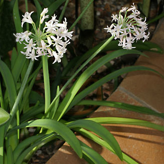 Tulbaghia simmleri