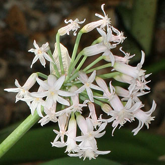 Tulbaghia simmleri