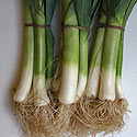 Allium porrum (Leek)