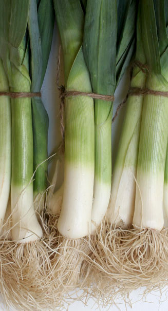 Allium porrum (Leek)