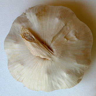 Allium sativum (Garlic)