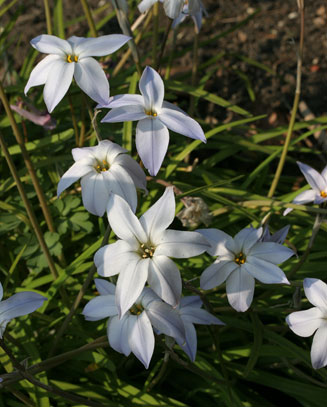 Ipheion uniflorum