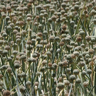 Allium sativum (Garlic)
