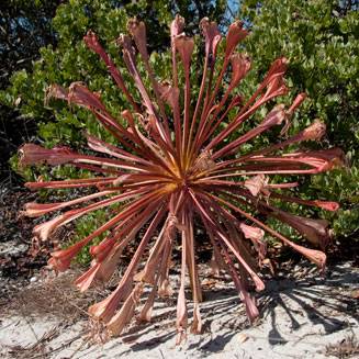 Brunsvigia orientalis (Candelabra flower)