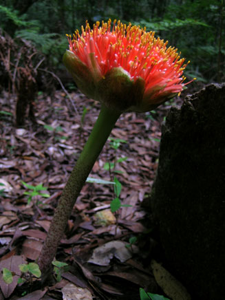 Scadoxus puniceus (Blood Lily, Snake lily)