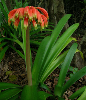 Clivia gardenii (Major garden's clivia, Natal drooping clivia)
