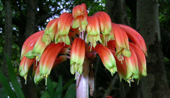Clivia gardenii (Major garden's clivia, Natal drooping clivia)