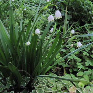 Ipheion uniflorum