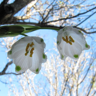 Ipheion uniflorum