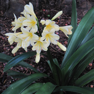 Clivia miniata (Bush lily, St John's lily, Clivia, Fire lily)