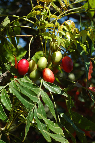 Harpephyllum caffrum (Wild plum)