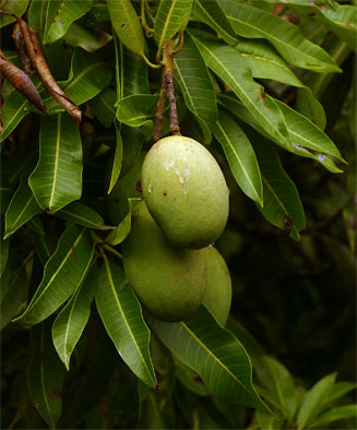 Mangifera indica (Mango)