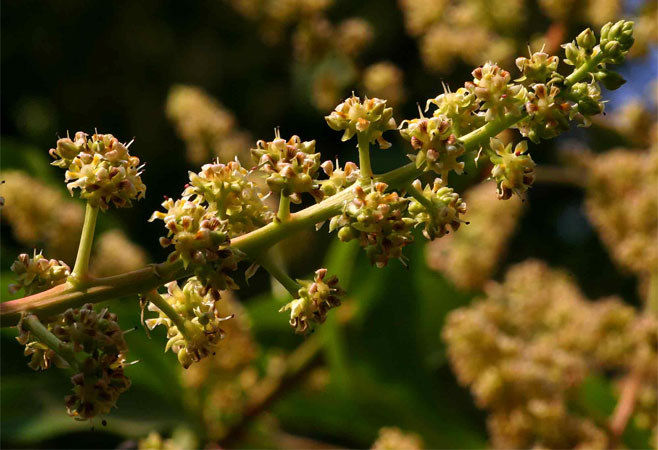 Mangifera indica (Mango)