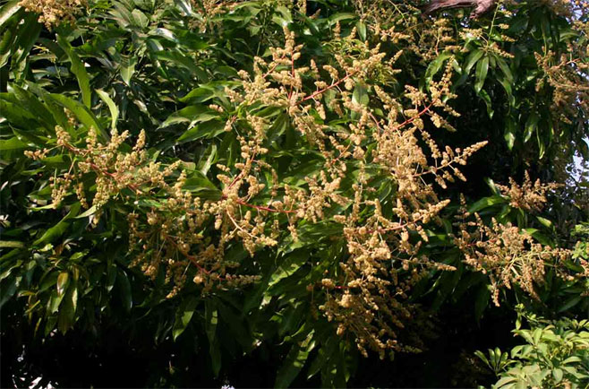 Mangifera indica (Mango)