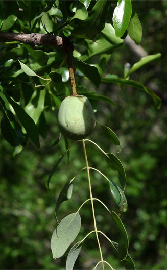 Sclerocarya birrea (Marula)