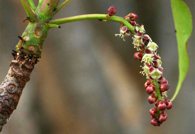 Sclerocarya birrea (Marula)