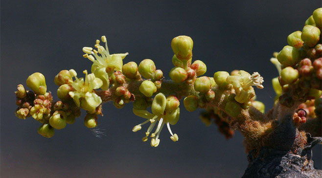 Lannea discolor (False Marula)