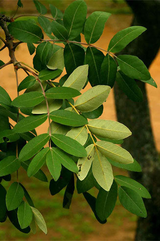 Lannea discolor (False Marula)