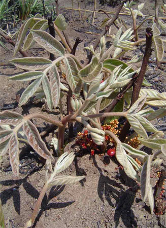Lannea edulis (Wild Grape)
