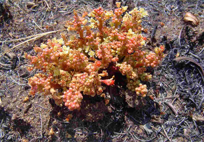 Lannea edulis (Wild Grape)
