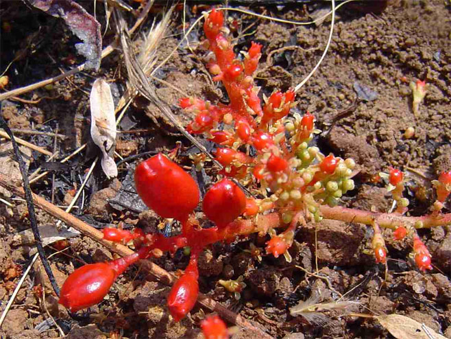 Lannea edulis (Wild Grape)