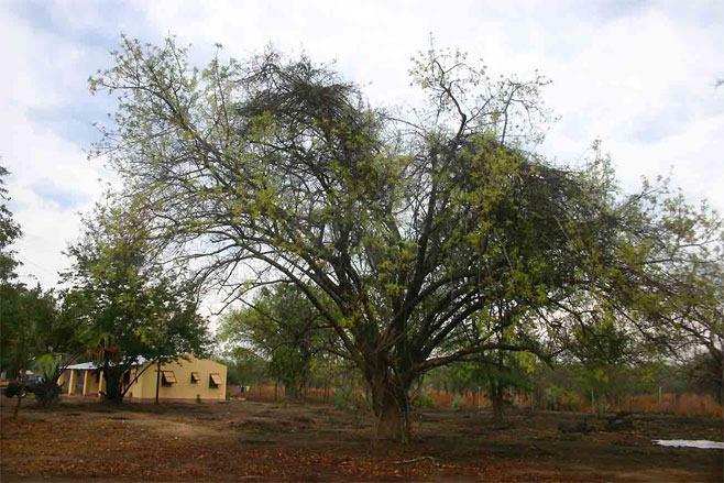 Lannea schweinfurthii (False marula)